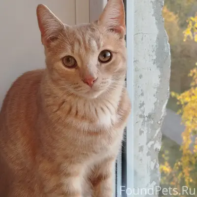 Пропал кот Тиша