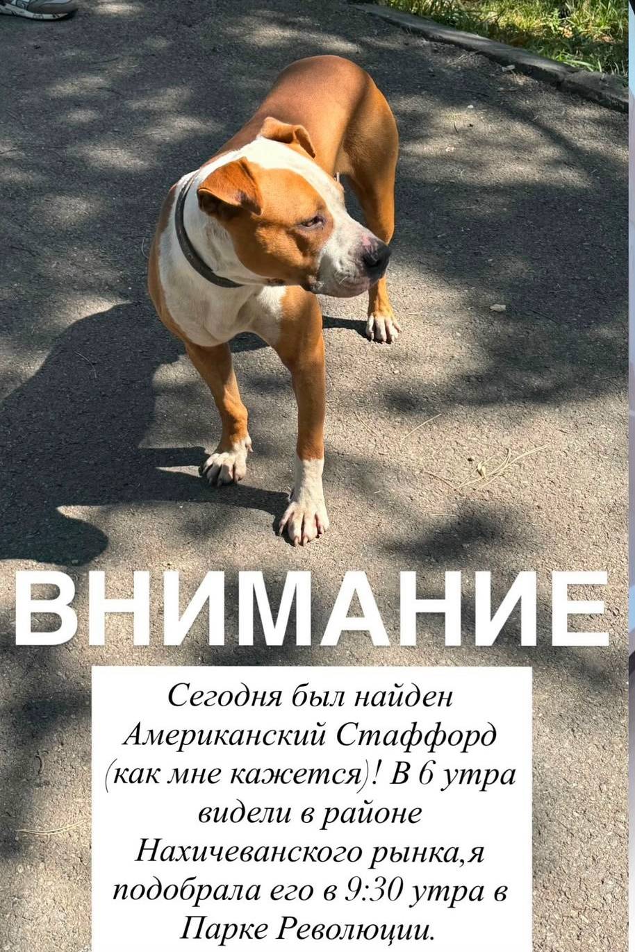 Найден пёс, парк Революции