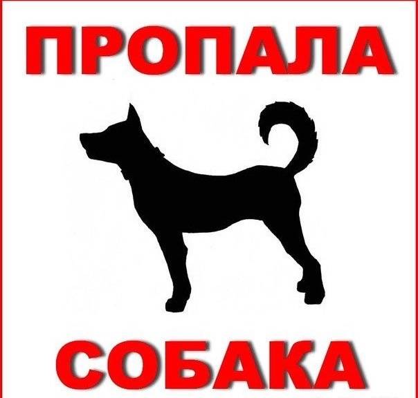 Пропал темно-коричневый Денни, Варшавское шоссе