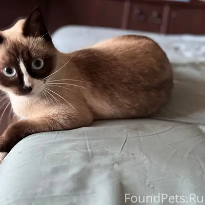 Пропала домашняя кошка Дымка, Пересвет
