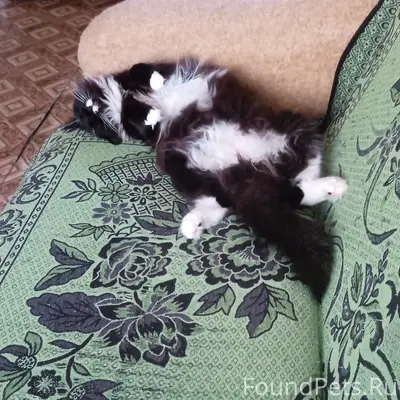 Пропал кот Феликс, Косоротова 11