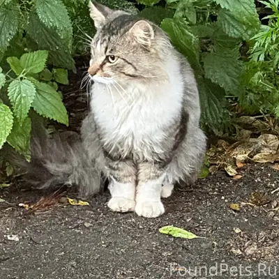 Найден котик, центр, ул. Гоголя 22