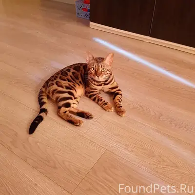 Пропал кот, Устиновский район