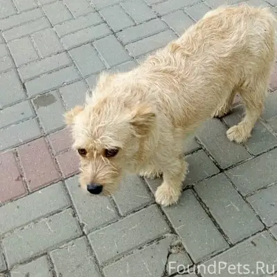 Найден тип животного: собака
