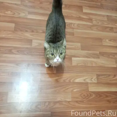 Пропал кот, Дзержинский