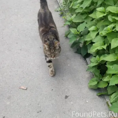 Найдена кошка с тигровым окрасом, Молодежная