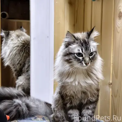 Пропал кот Кит, Подстепновка