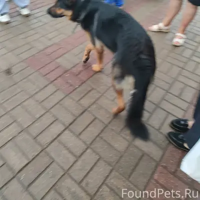 Пропал пёс, Балабаново