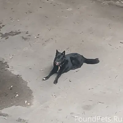 Найден добрый пёс в ошейнике, район Вокзала