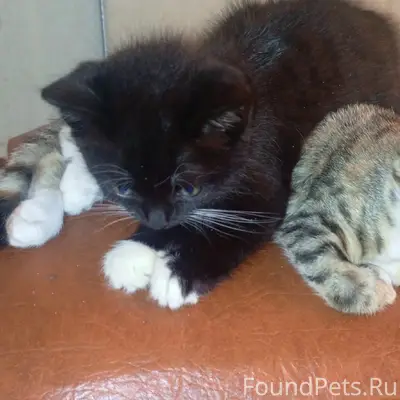 Пропал котёнок, неизвестен район