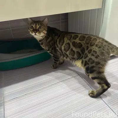 Найдена бенгальская кошка, жк Рифей