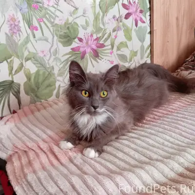 Найдена кошка, район вокзала