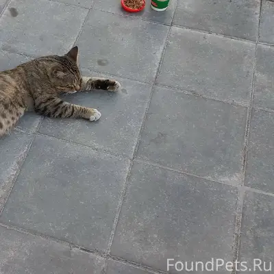 Найден кот, Невежина 13