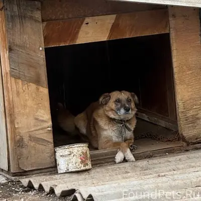 Пропал пёс Маршал, район 4 школы