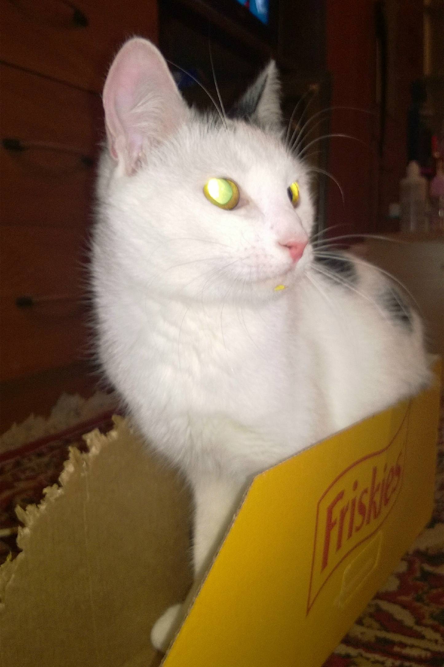 Пропала кошка, Бородина, 4а