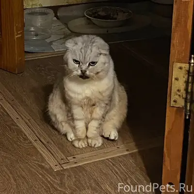 Пропала вислоухая шотландская кошка, ул. Боронина