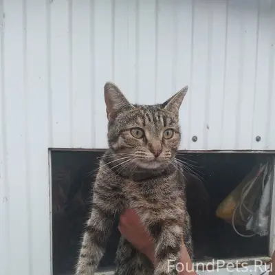 Найдена кошка, район ул. Калинина