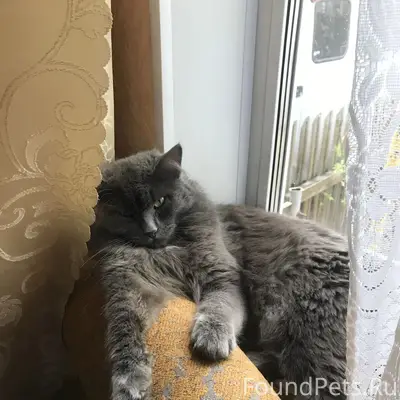 Пропал кот, улица Максима Горького