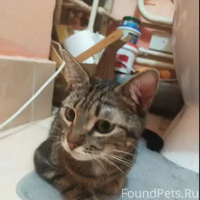 Найдена кошка, ищет семью