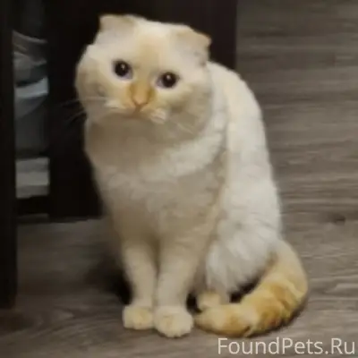 Пропал домашний кот, свяжитесь по телефону
