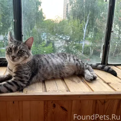 Пропал кот Китя, район ул. Сталеваров
