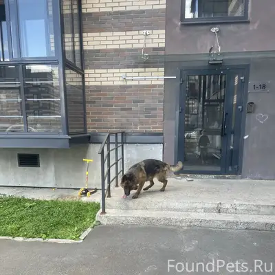 Пропала собака, Касимово