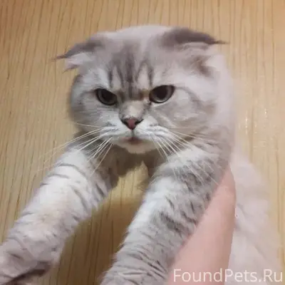 Пропал кот, частный дом
