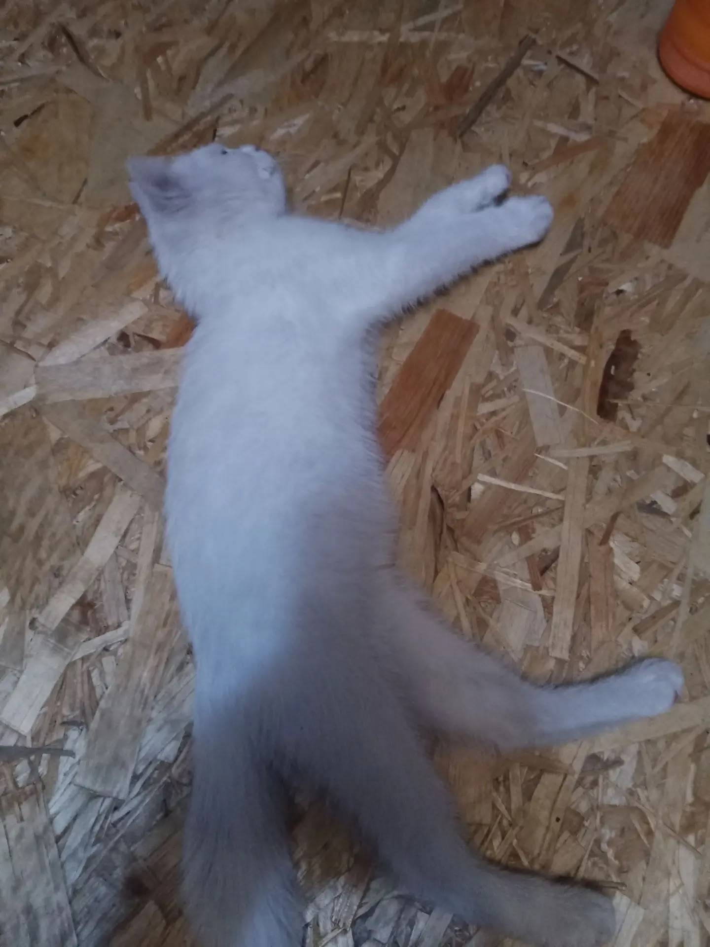 Найден белый котёнок, возле водонапорной башни