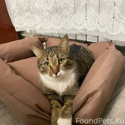 Пропал котик