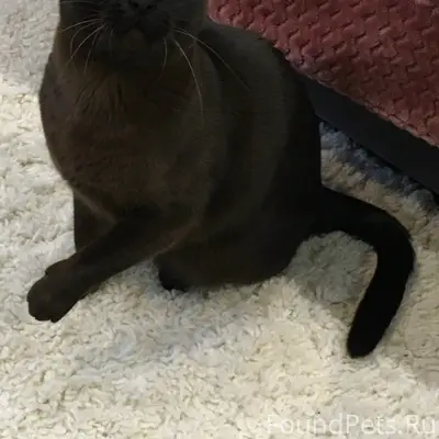 Пропала кошка,