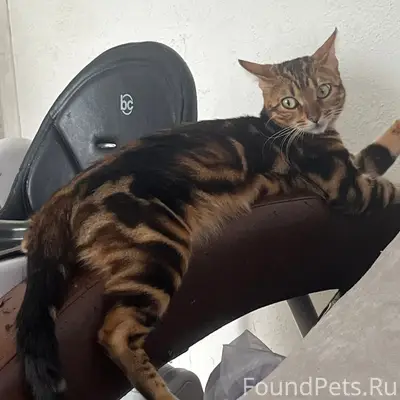 Пропала кошка Мия