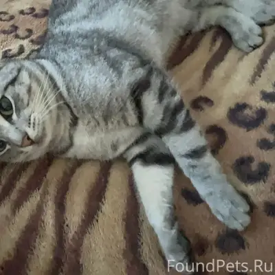 Пропал кот Томас, улица Садовая