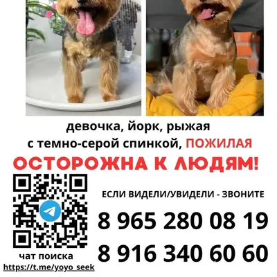 Пропала йоркширский терьер, Москва, ЦАО