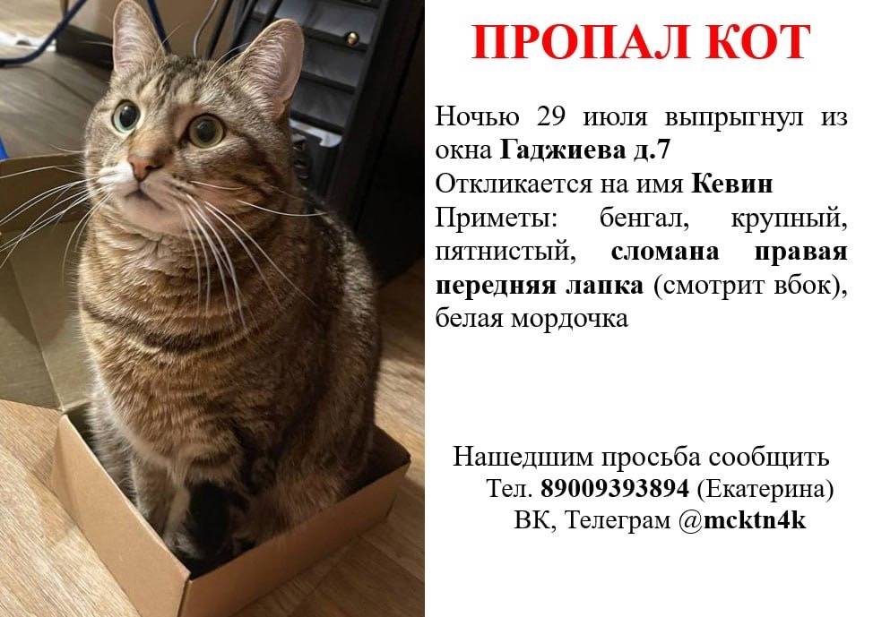 Пропал бенгал, сломанная лапа, ул. Гаджиева, Мурманск