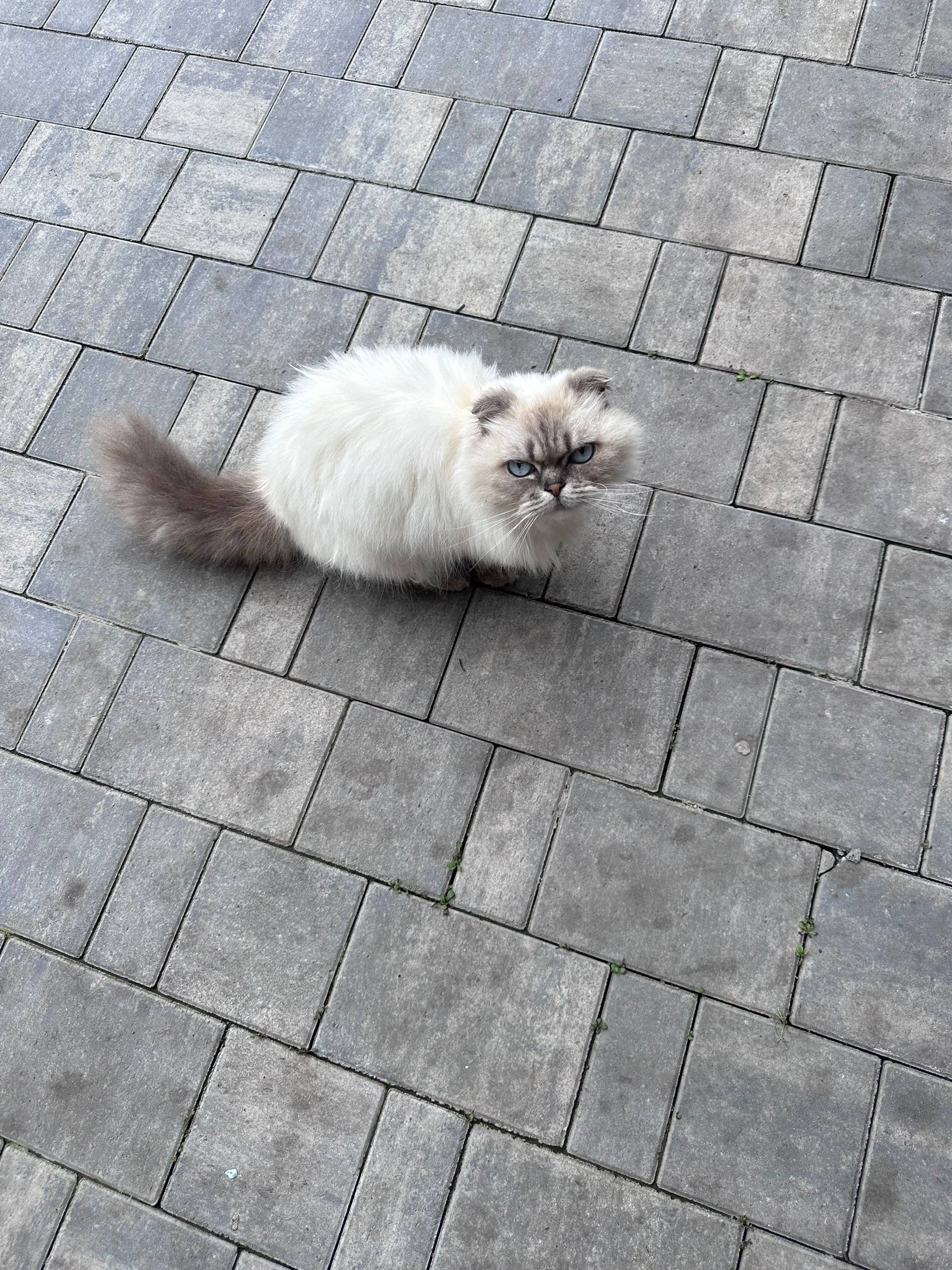 Найдена кошка, Новомосковск, район Залесного