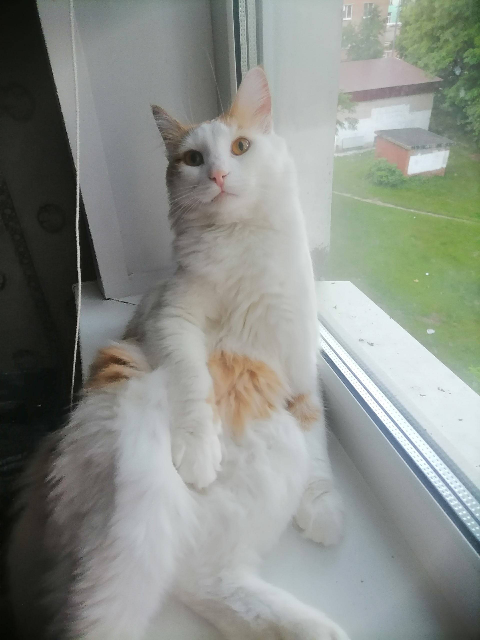 Пропал кот Цезарь, Ступино