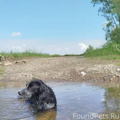 Пропал чёрный пёс Илай, Минусинск