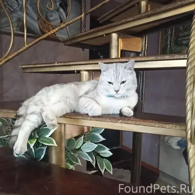 Пропал кот, район Серова