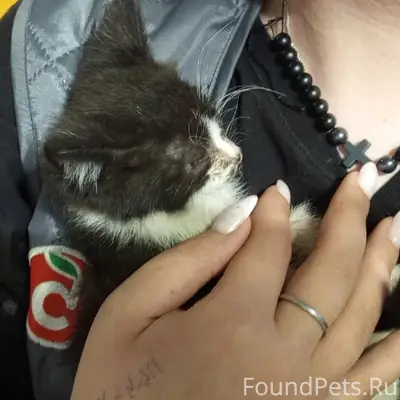 Найден котёнок, район Тверской набережной