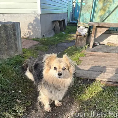 Пропала собака