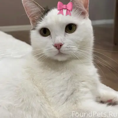 Пропала кошка, остановка «студенческий городок»