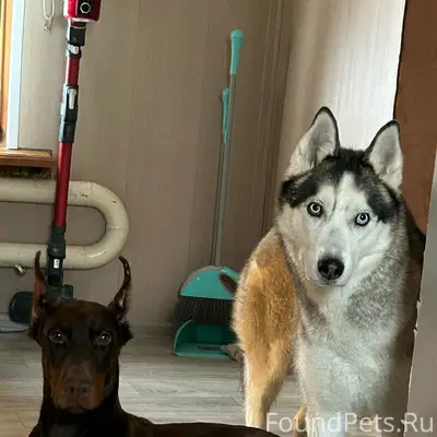 Пропали собаки, поселок Борисовка