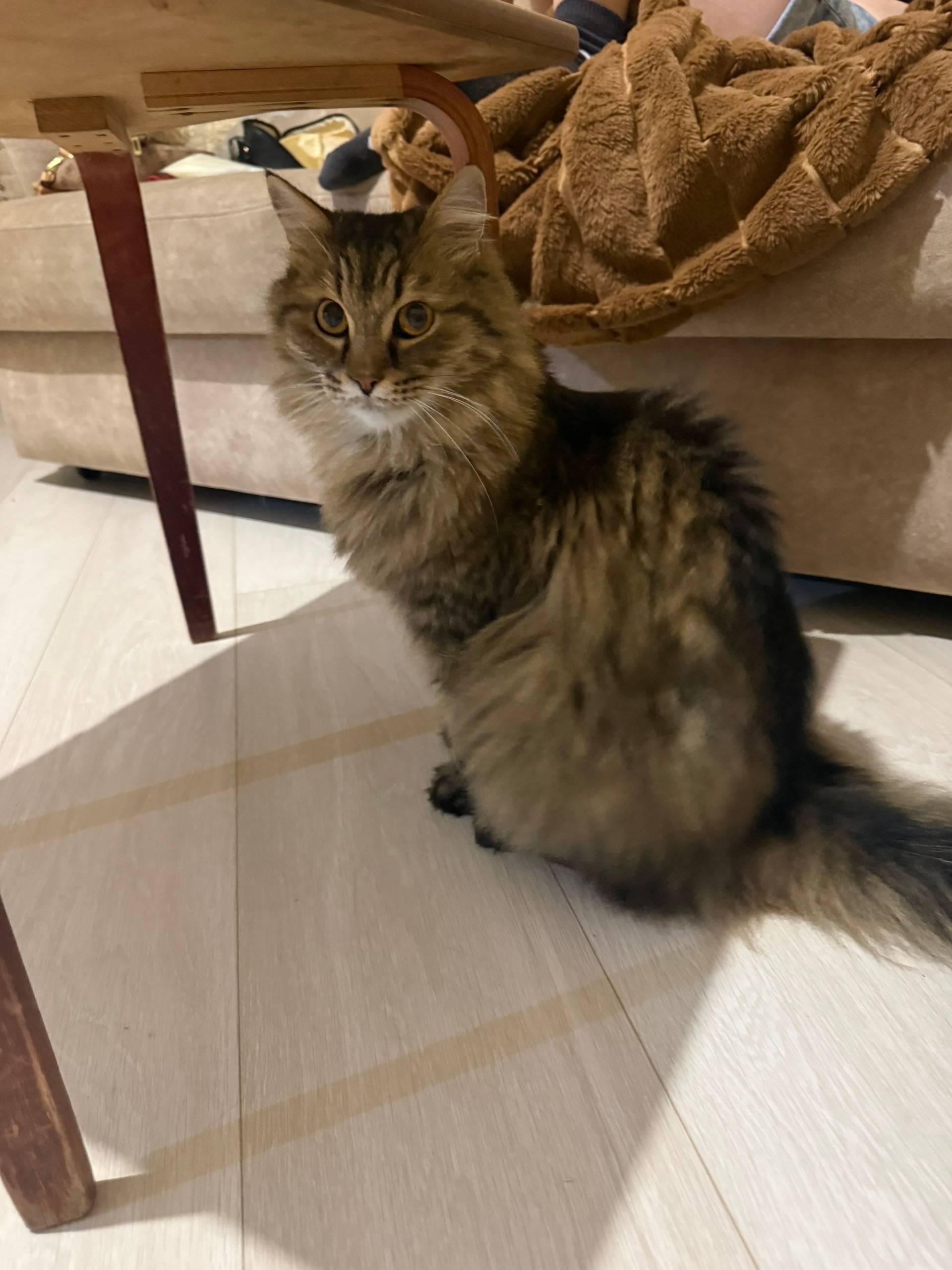 Найдена кошка, территория КСК Рифей