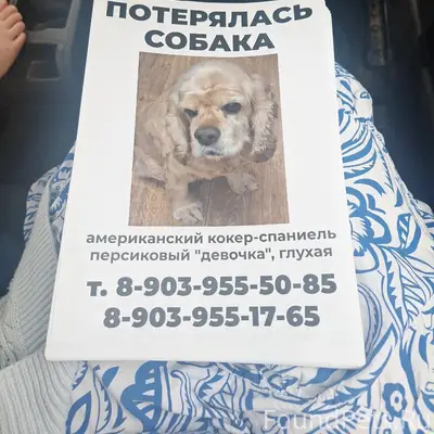 Пропала собака, глухая, улица Фрунзе