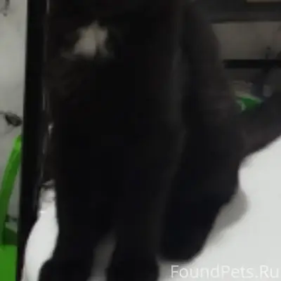 Пропал котёнок, чёрный с белым, район 12 школы