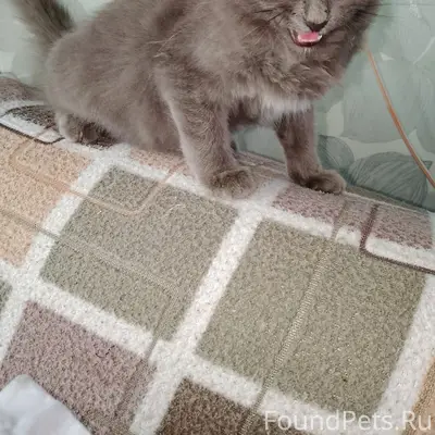 Найдена кошка, ул. Рабочая