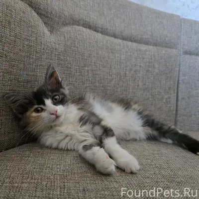 Пропала трехцветная кошка, улица Ленина