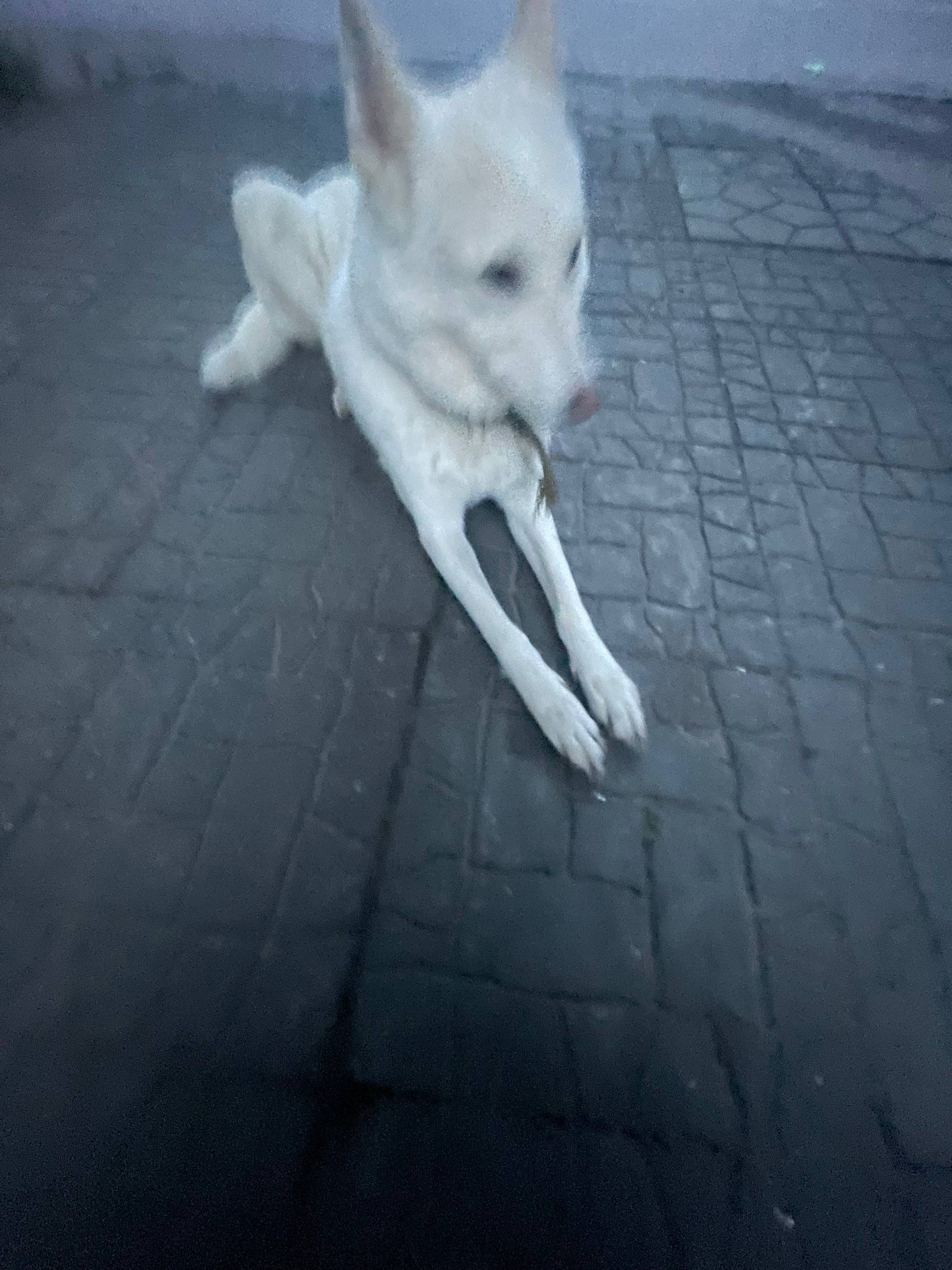 Пропала собака, без породы и клички