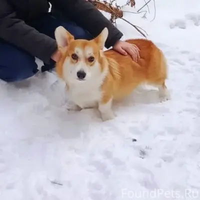 Пропала собака Корги, п. Бердяуш