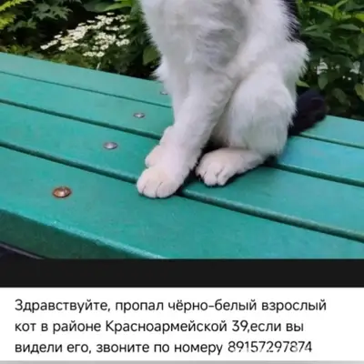 Пропал чёрно-белый кот, район Красноармейской 39